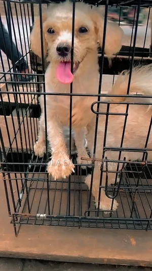 6-12 months Female Purebred Lhasa Apso