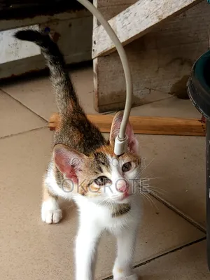 1-3 months Female Mixed Breed Tabby