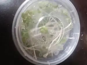Broccoli Sprout Microgreens for Sale