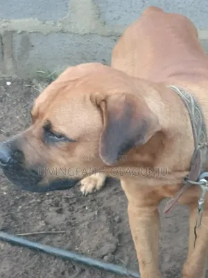 1+ year Male Purebred Boerboel