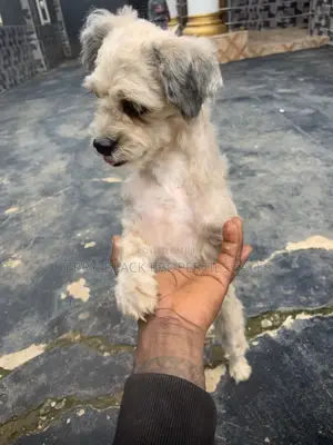 1+ year Female Purebred Lhasa Apso