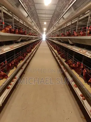 Battery Cage Automatic Poultry Cage Farming Equipment