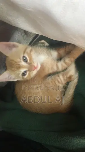 1-3 months Male Purebred Tabby