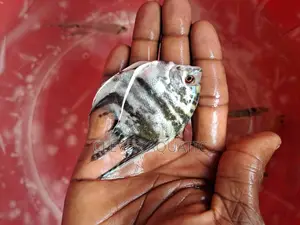 Angel Fish