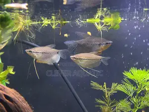 Pearl Gouramis