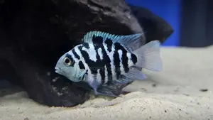 Polar Blue