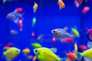 Fluorescent Tetra Fish