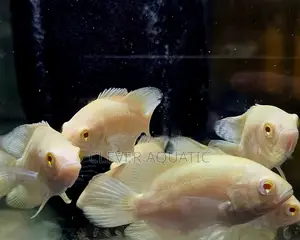 Albino Oscar