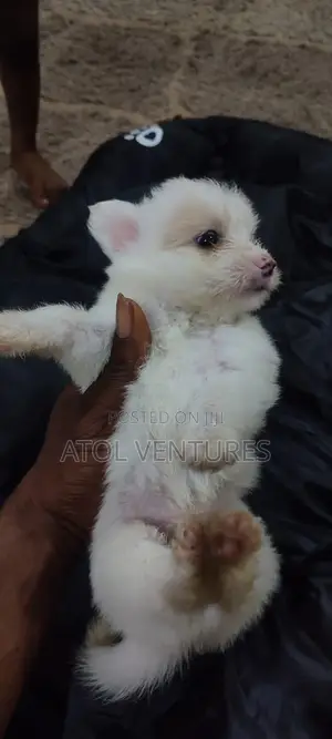 1-3 months Female Mixed Breed Lhasa Apso