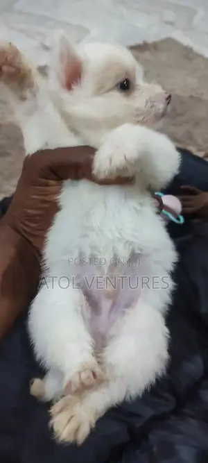 1-3 months Female Mixed Breed Lhasa Apso