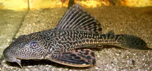 Pleco Fish