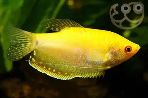 Gouramis Fish
