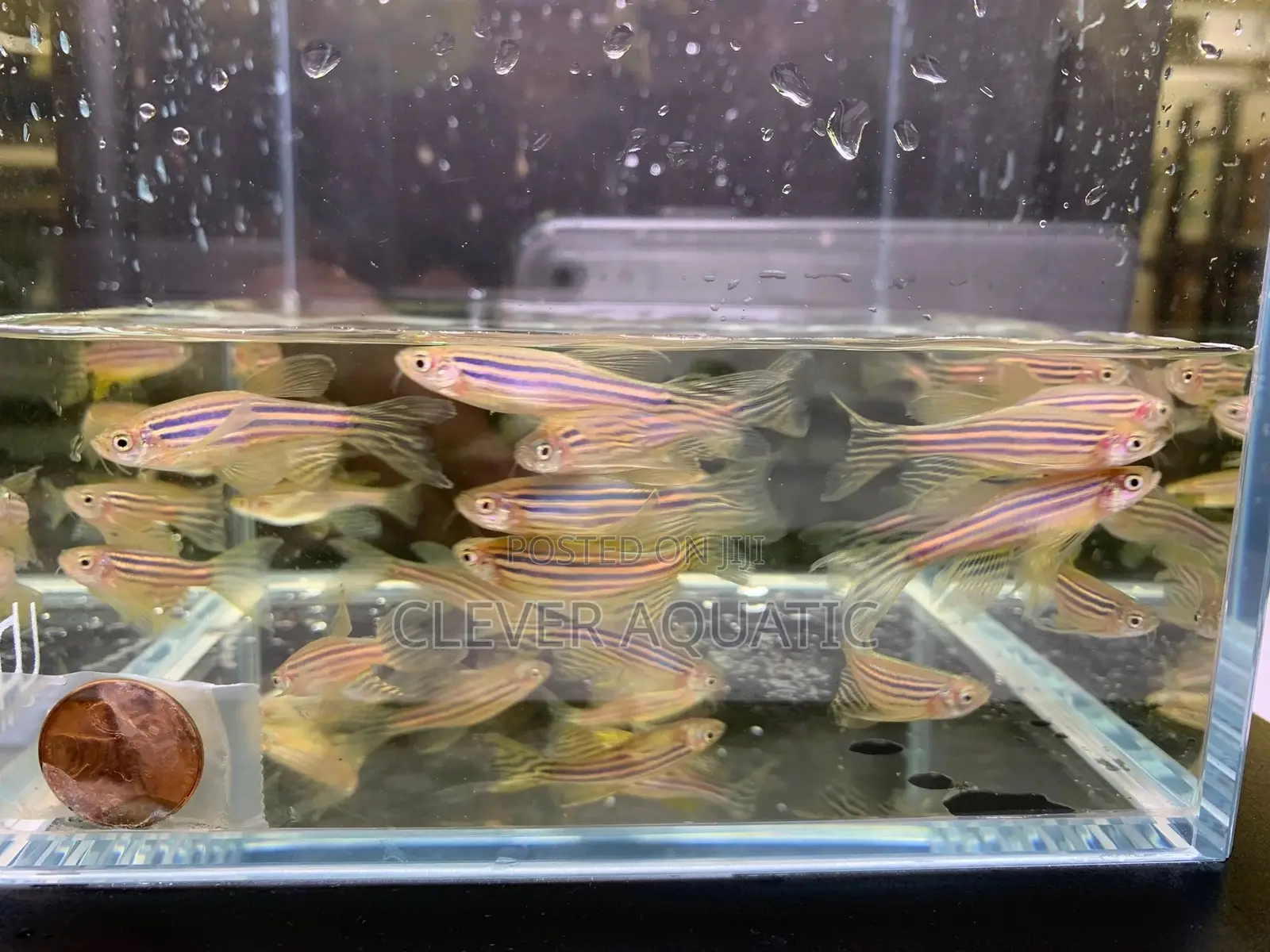 Long Fin Zebra Danios
