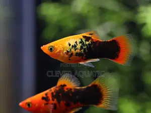 Platies Fish