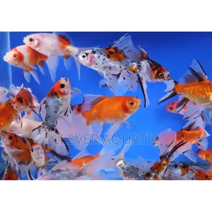 Goldfish (Shubunkin)