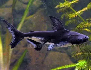Pangasius Shark (Small Size )
