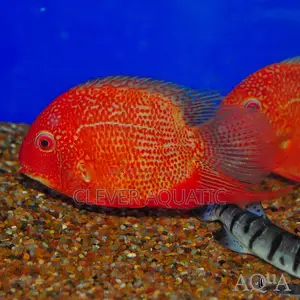 Red Severums Cichlid