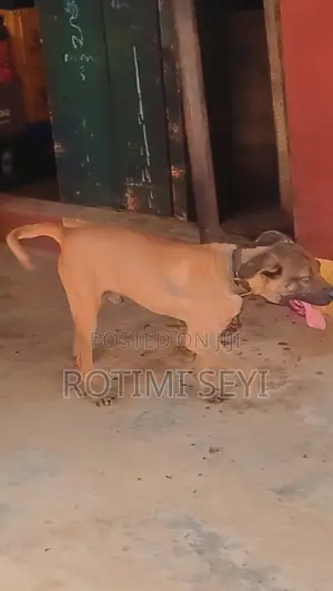 1+ year Male Mixed Breed Boerboel