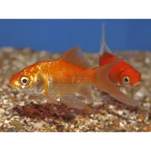 Goldfish (Straight Tail)