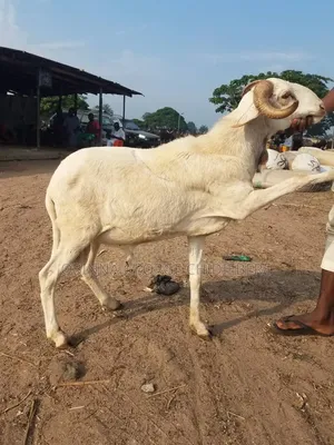 Quality Ram for Meat