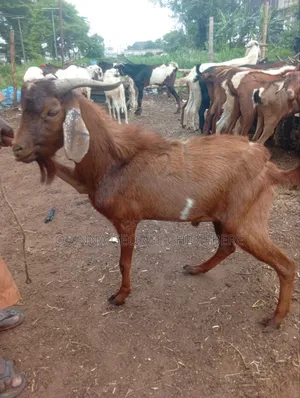 High Breed Goat for Meat