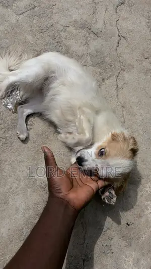 1+ year Female Mixed Breed Chihuahua