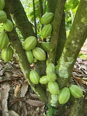Cocoa Seedlings