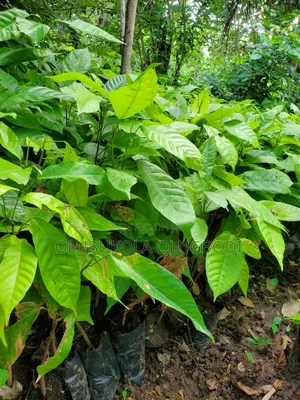 Cocoa Seedlings