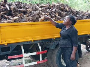 Plantain Elephant Giant Specie