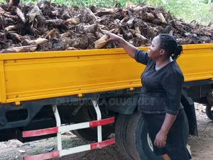 Plantain Elephant Giant Specie
