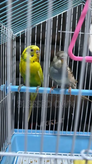 Beautiful Budgies Parrot Bird