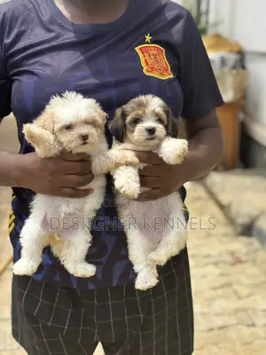1-3 months Female Purebred Lhasa Apso