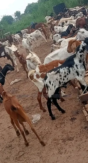 Very Good Goats