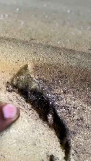 Get Rid of Pest and Bedbug Fast