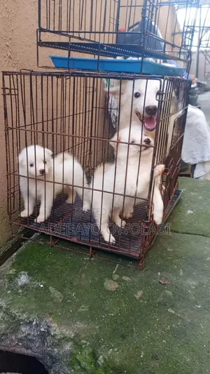 1-3 months Male Purebred American Eskimo