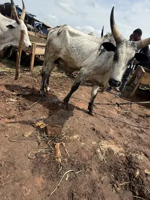 Healthy Live Cows Available in Awka, Anambra Sate