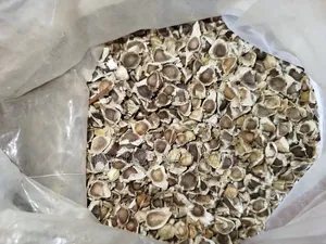 Moringa Seeds 1kg