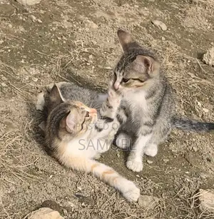 1-3 months Female Purebred American Shorthair