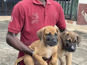 1-3 months Female Purebred Boerboel