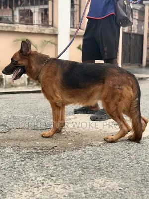 Showline German Shepherd Available for Matting Services