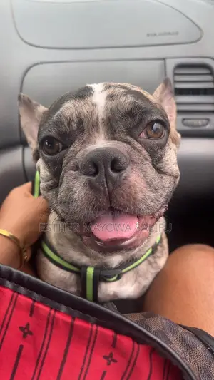 1+ year Male Purebred French Bulldog