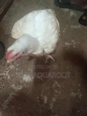 Broilers/Frozen