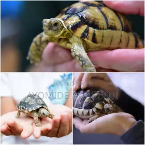 Unique Land Shell Companion