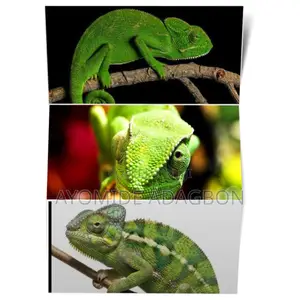 * Color-Changing Reptile Available – All Sizes