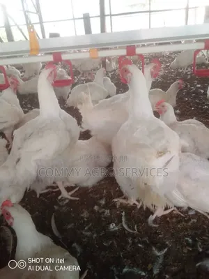 Guinea Fowl
