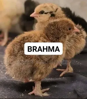 Brahma Chick