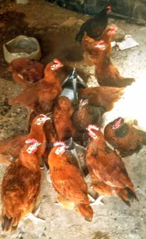 Point of Laying (Pullet)