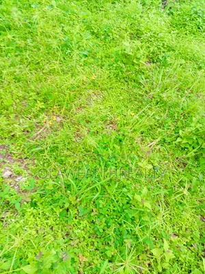 20 Hectares Industrial Land at Idu