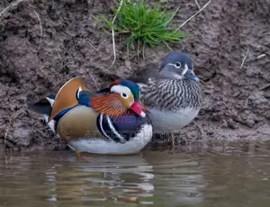Mandarin Ducks
