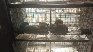 8 Cage System for Rabbit or Other Animals